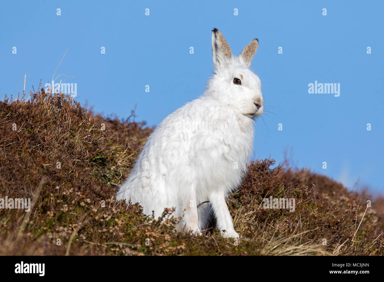Irish Hare Stock Photos & Irish Hare Stock Images - Alamy