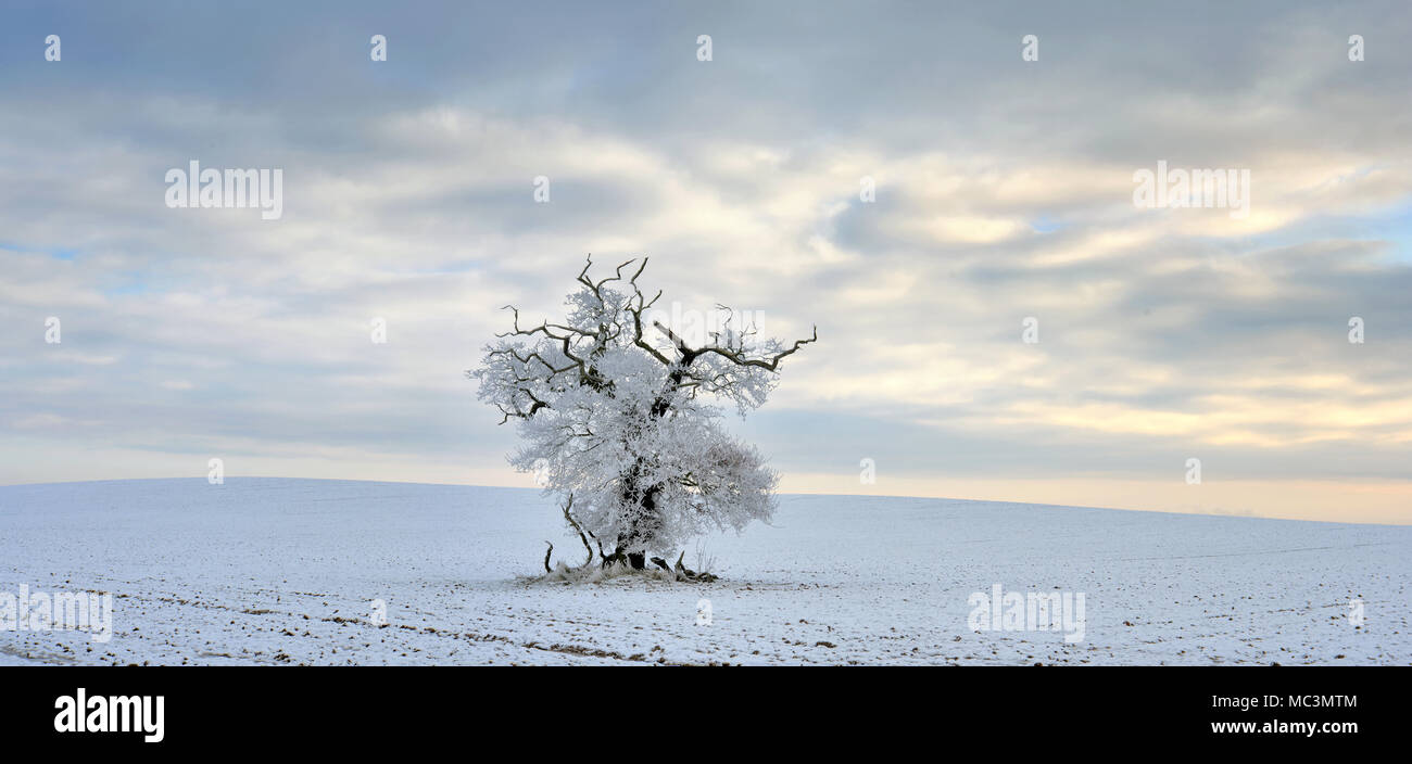 The frozen field tree Stock Photo