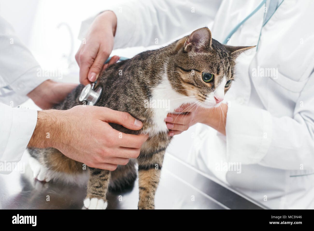 Doctors are examining a sick cat. Veterinary clinic concept. Services of a  doctor for animals, health and treatment of pets Stock Photo - Alamy