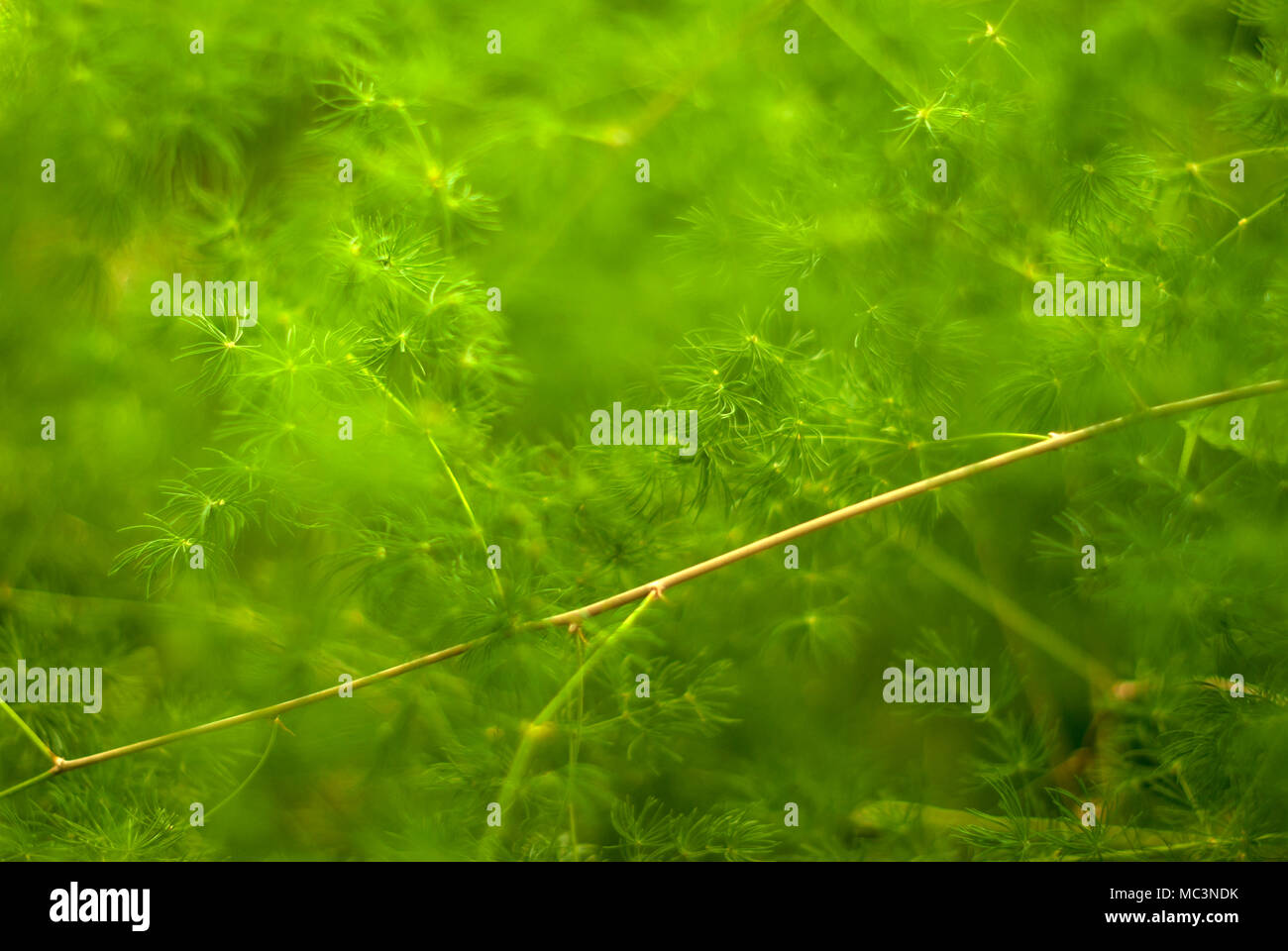 green blurred plant background with thin branches Stock Photo