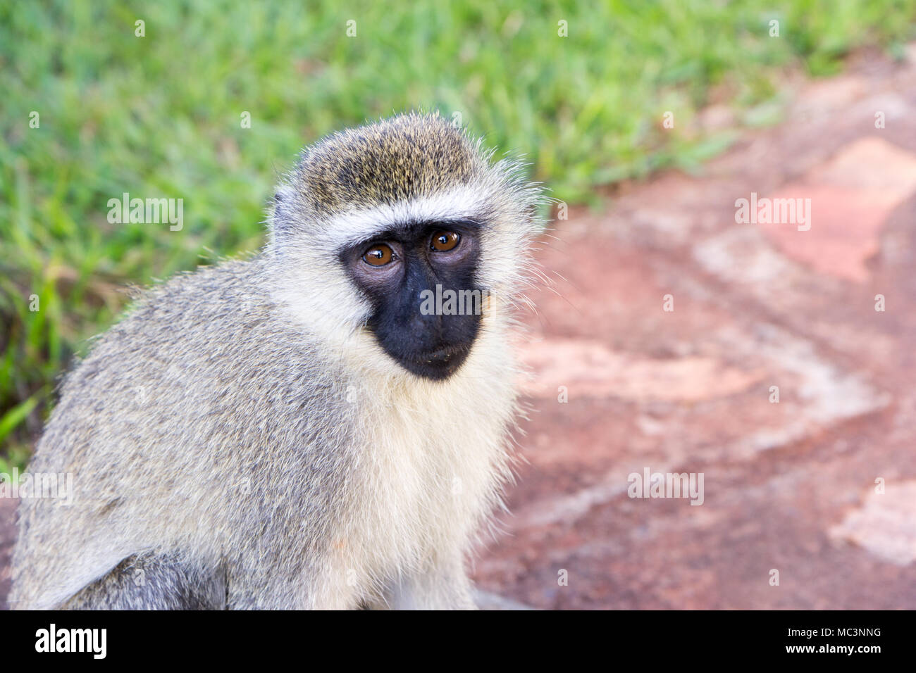 The vervet monkey in grass in a resort in Jinja, Uganda in 2017. The vervet monkey (Chlorocebus pygerythrus), or simply vervet, is an Old World monkey Stock Photo