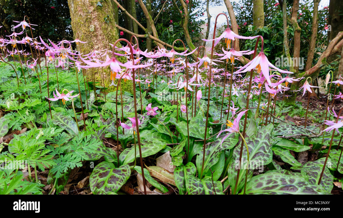 Focus stacked image of the pink trout lily, Erythronium revolutum 'Johnsonii Group', flowering in woodland in mid spring Stock Photo