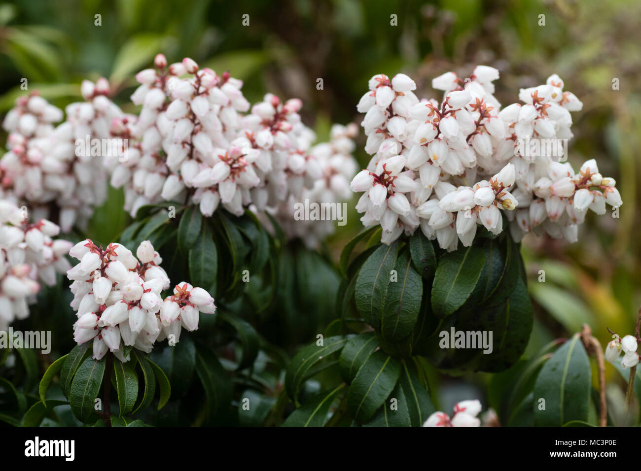 Flower heads of the compact evergreen shrub, Pieris japonica 'Bonfire' are held more upright than with other varieties Stock Photo