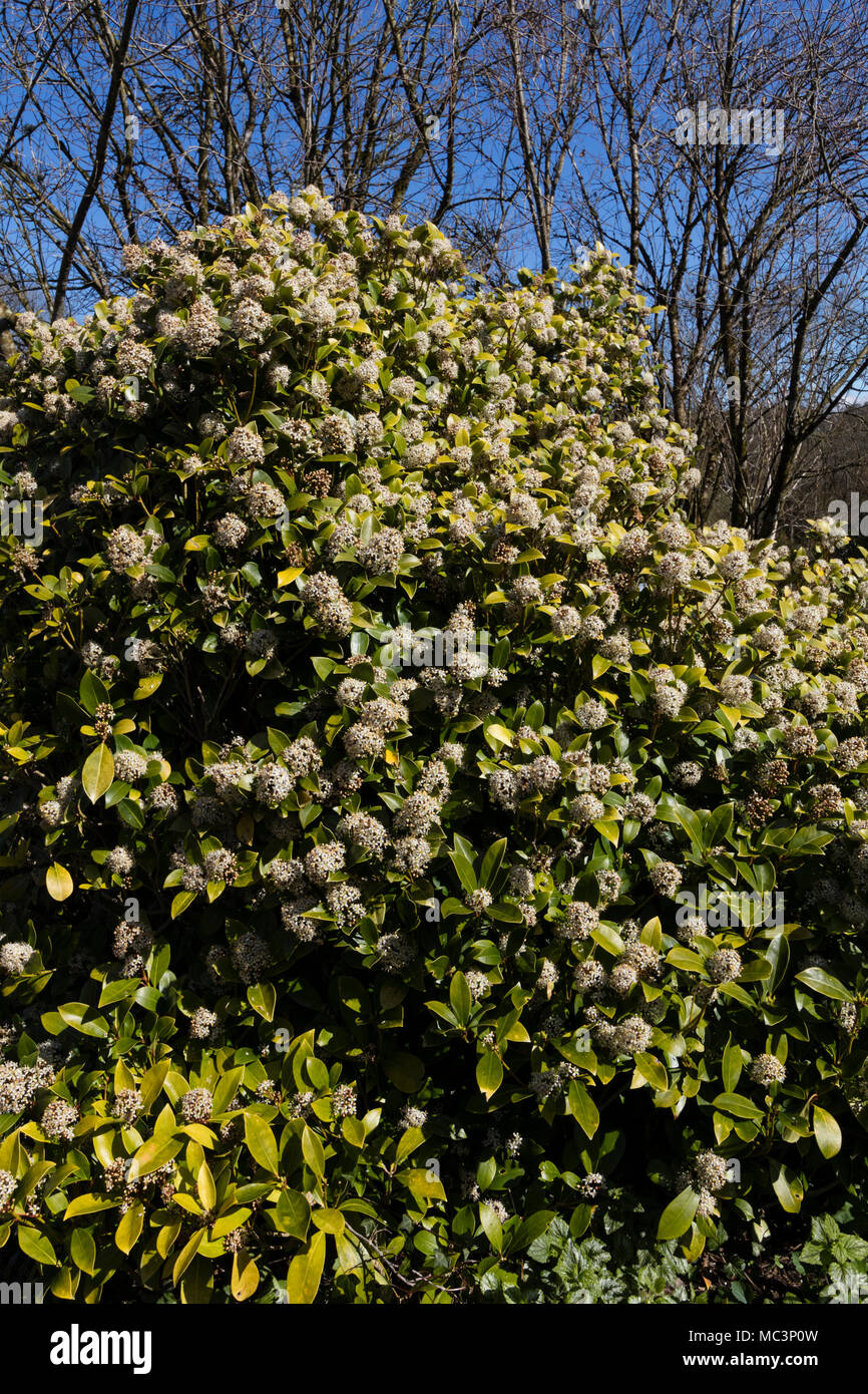 Spring flowring, scented white flowers in compact heads adorn the hady evergreen shrub, Skimmia x confusa 'Kew Green' Stock Photo