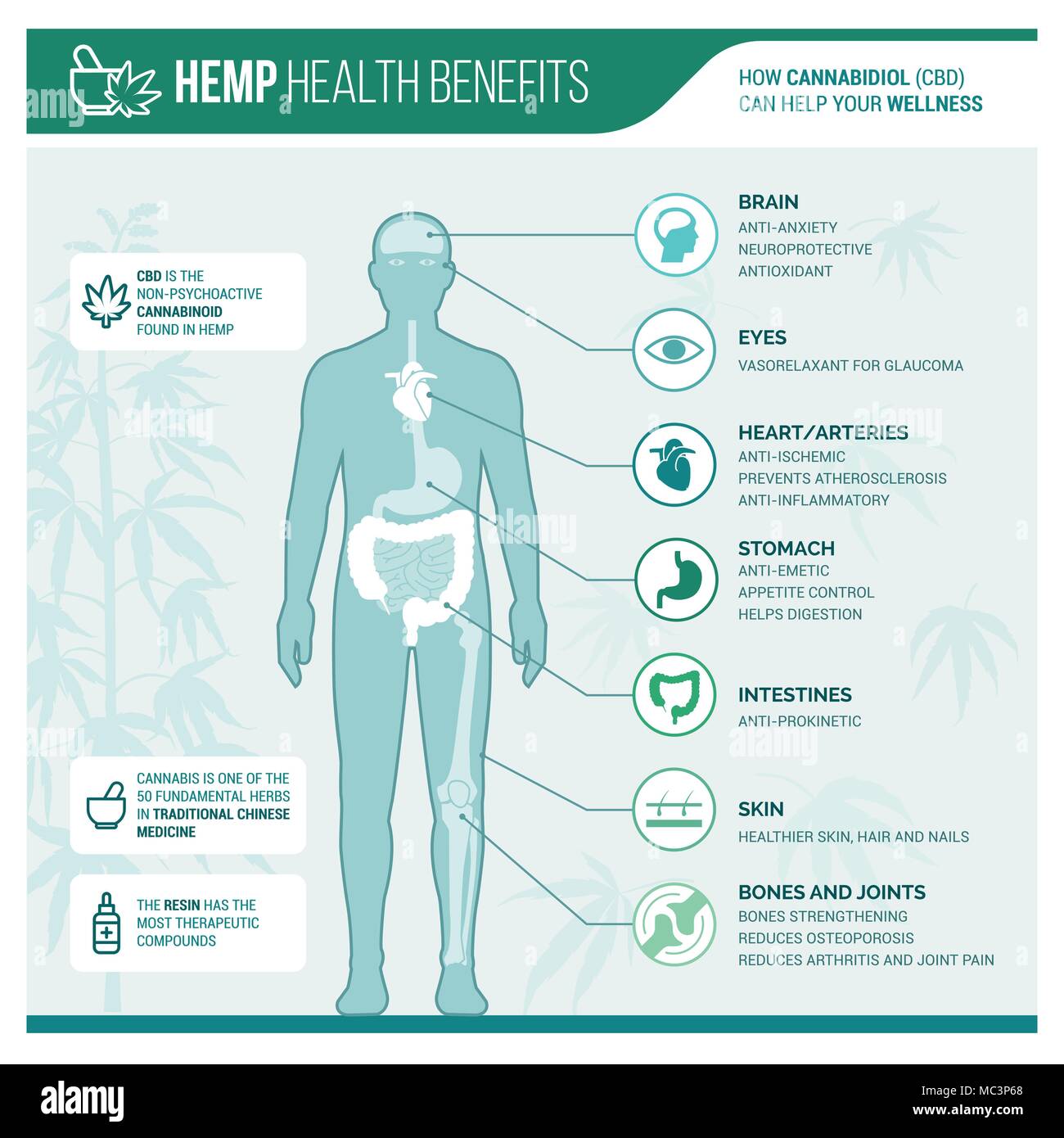 Medicinal hemp health benefits vector infographic with human body and icons Stock Vector