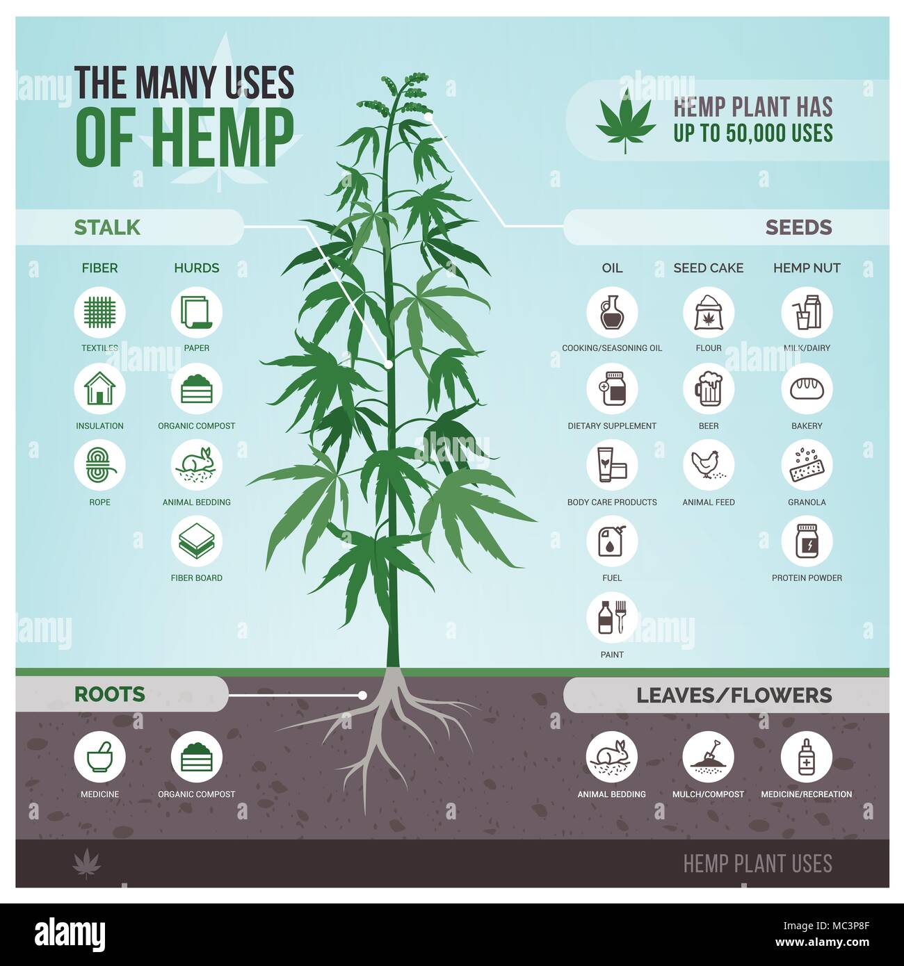 Industrial hemp cultivation, products and uses, vector infographic with icons Stock Vector