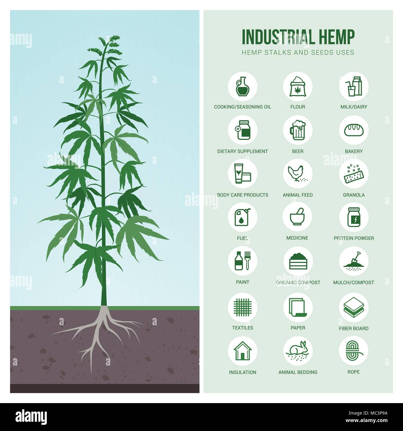 Industrial hemp cultivation, products and uses, vector infographic with icons Stock Vector