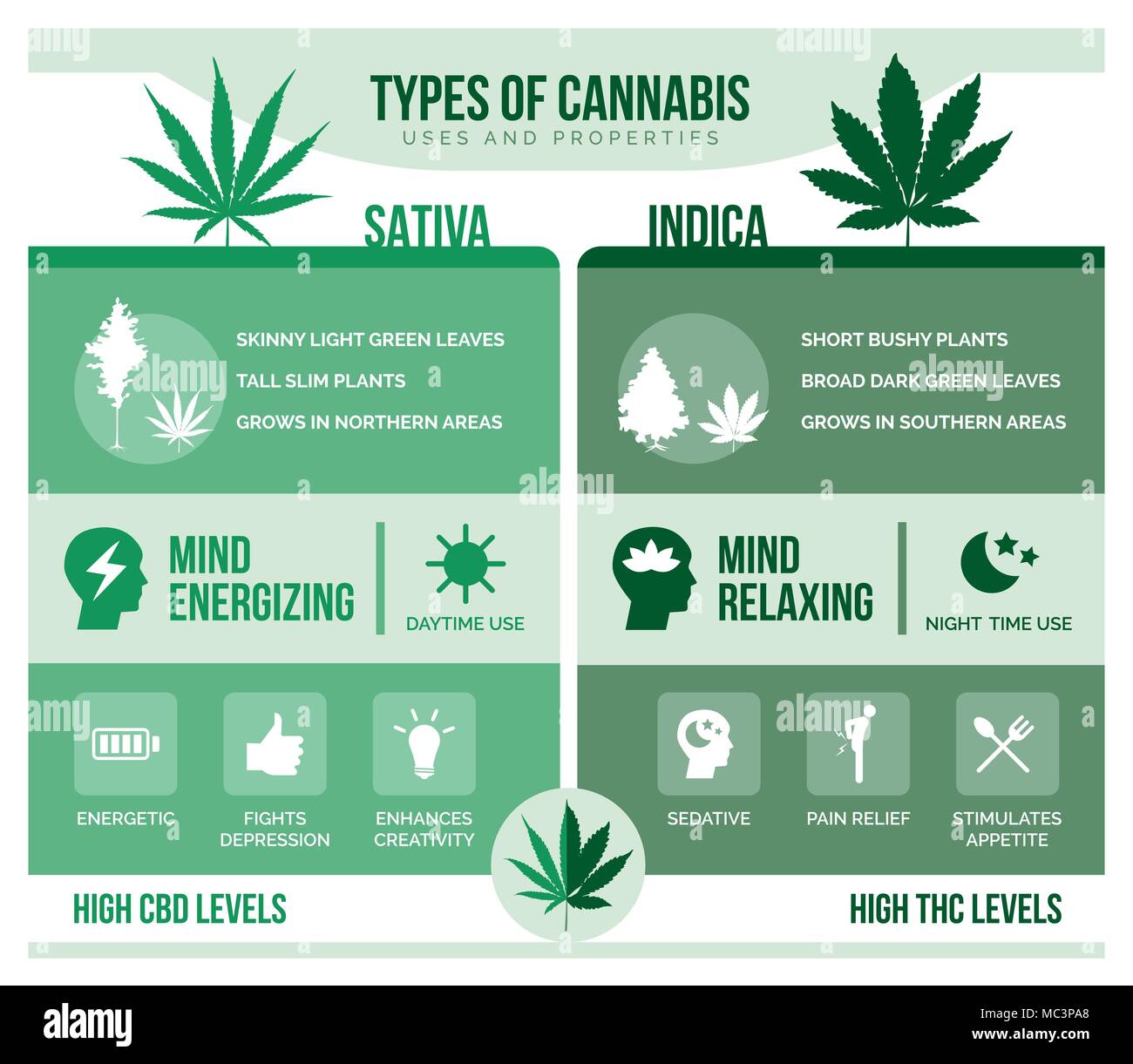 Cannabis sativa and cannabis indica: differencies and health benefits infographic Stock Vector