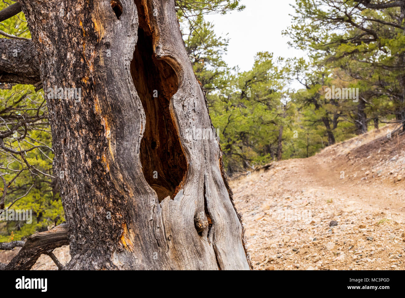 Weathered old dead pine tree along the Double Rainbow Trail; central Colorado; USA Stock Photo