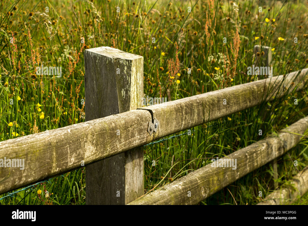 Old wooden fence between a cycle path and a field of overgrown wildflowers near the Giants Causeway, Northern Ireland Stock Photo