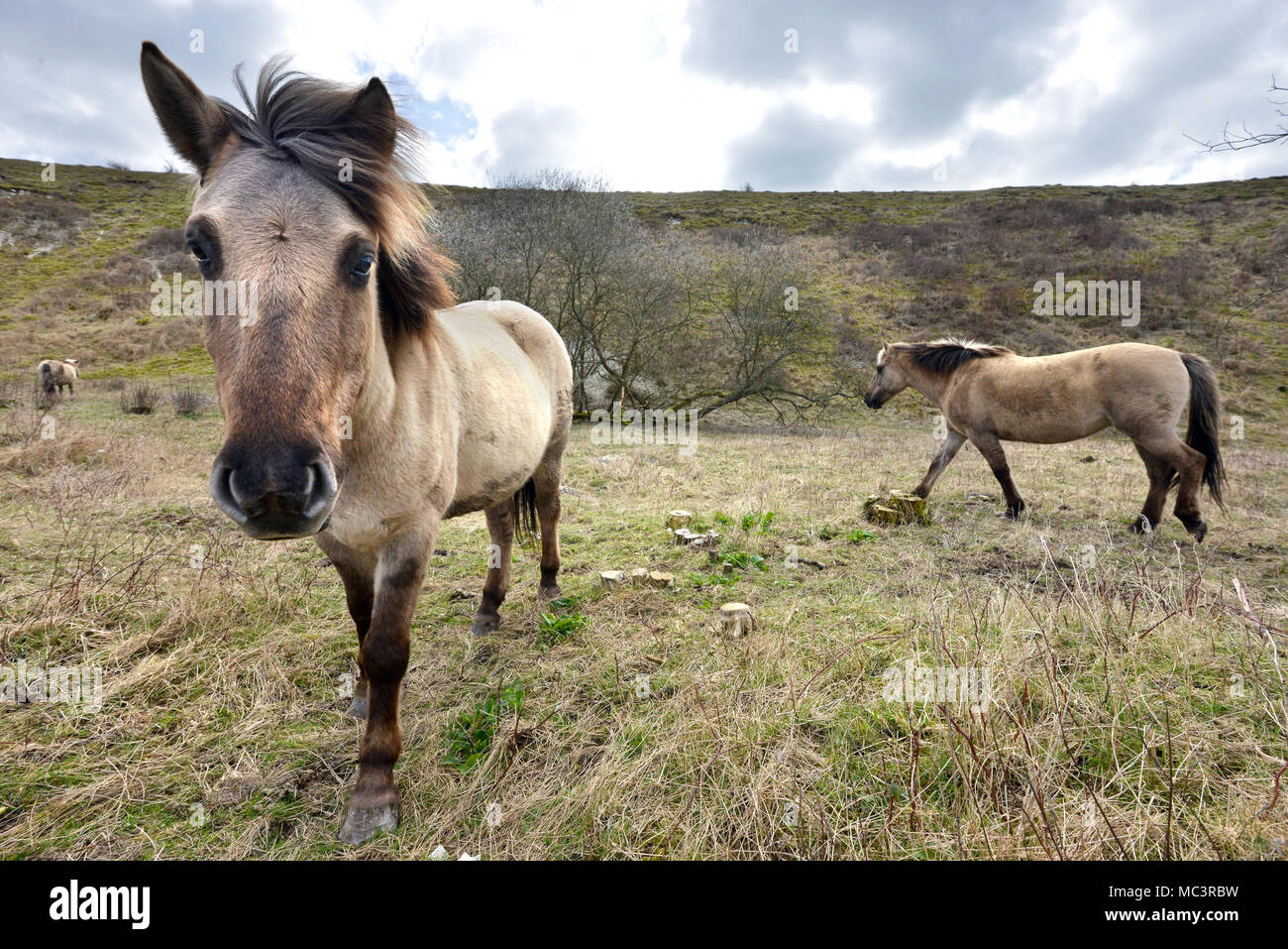 Konik Ponies on Malling Down, Lewes, East Sussex, used by Sussex Wildlife Trust to graze on the South Downs National Park. Stock Photo
