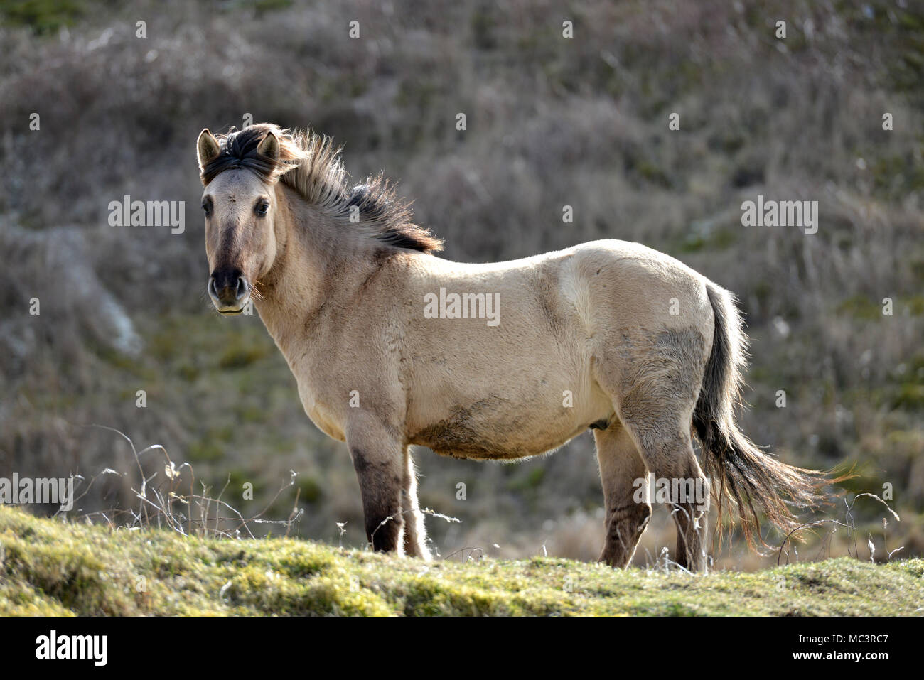 Konik Ponies on Malling Down, Lewes, East Sussex, used by Sussex Wildlife Trust to graze on the South Downs National Park. Stock Photo