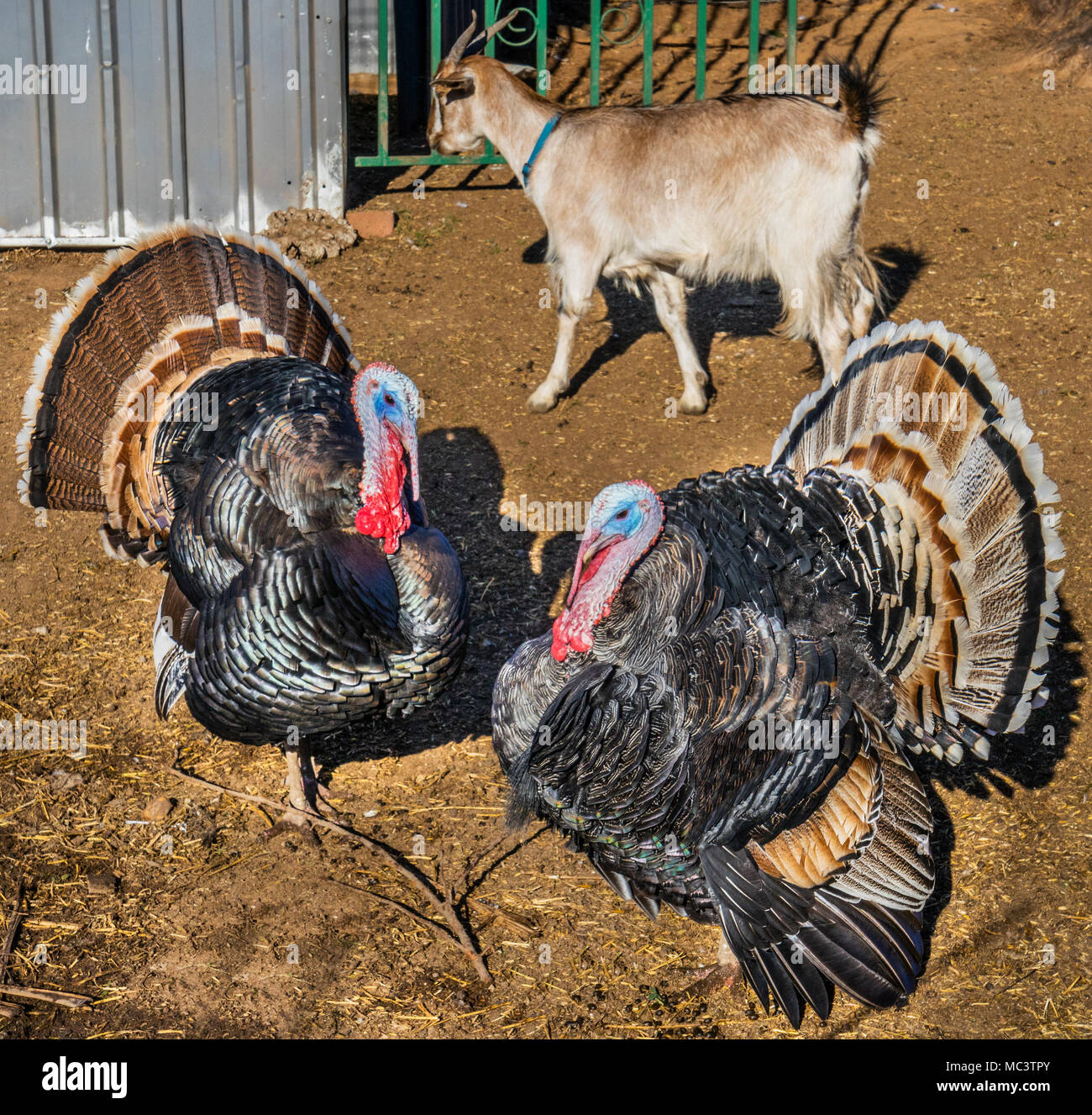 strutting male turkeys amongst the farm animal collection of Huntleys Berry Farm, Orange, New South Wales, Australia Stock Photo