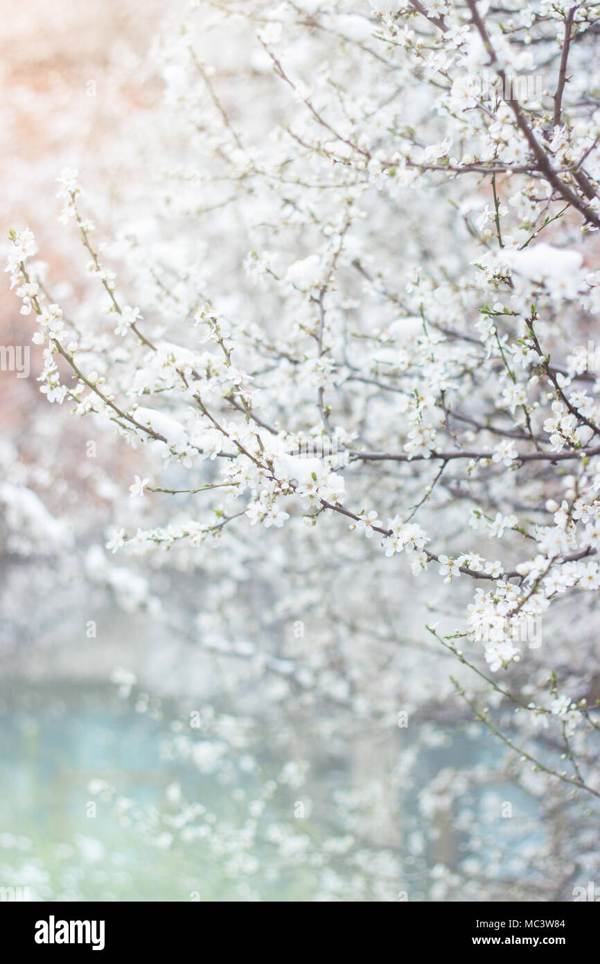 Wild cherry flowers in bloom, covered with last spring snow Stock Photo