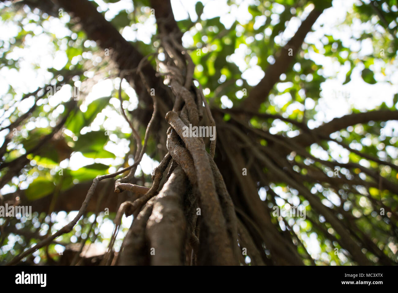 Twisted Vines Stock Photo