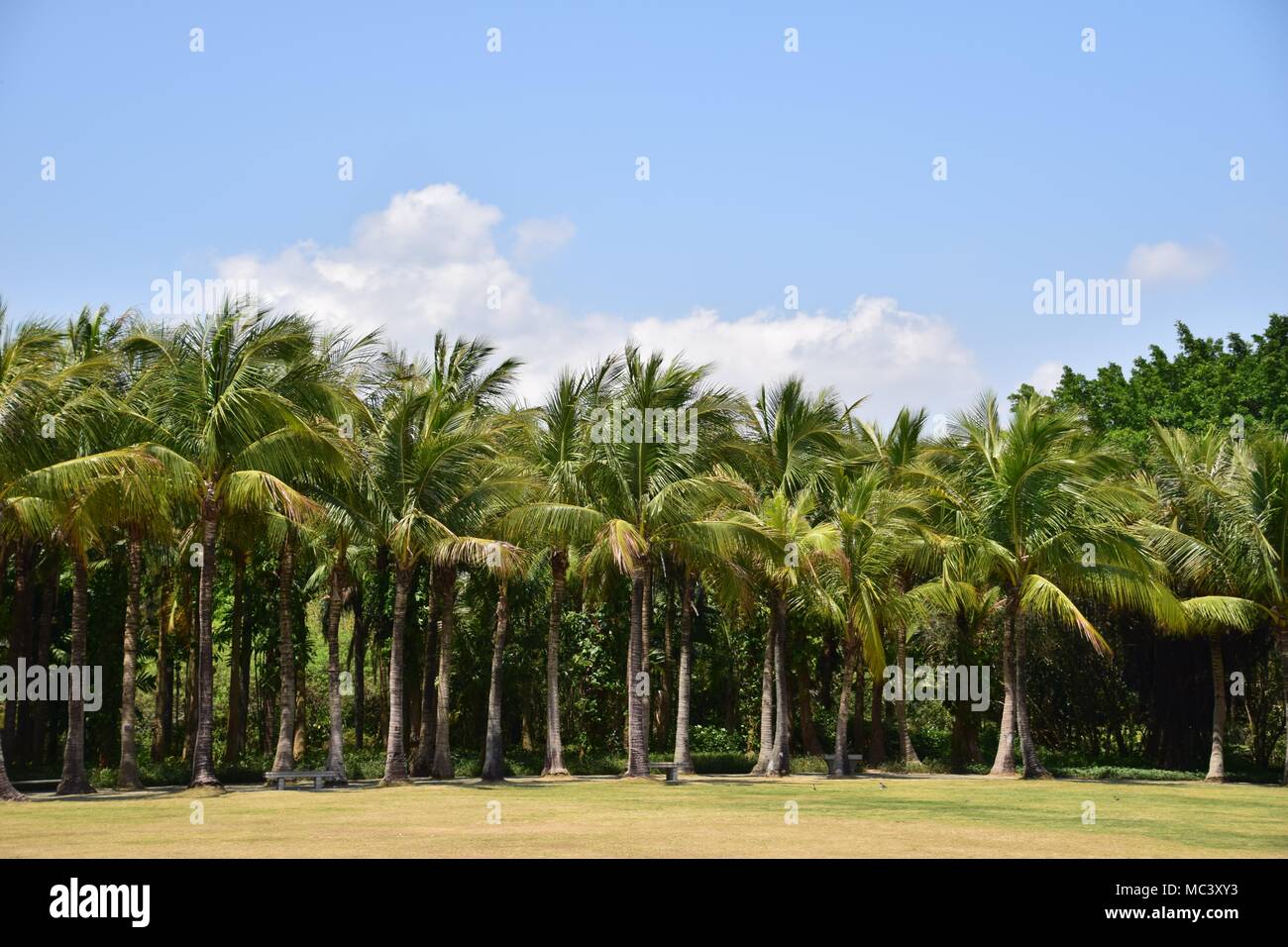 Where The Palm Trees Grow Stock Photo Alamy
