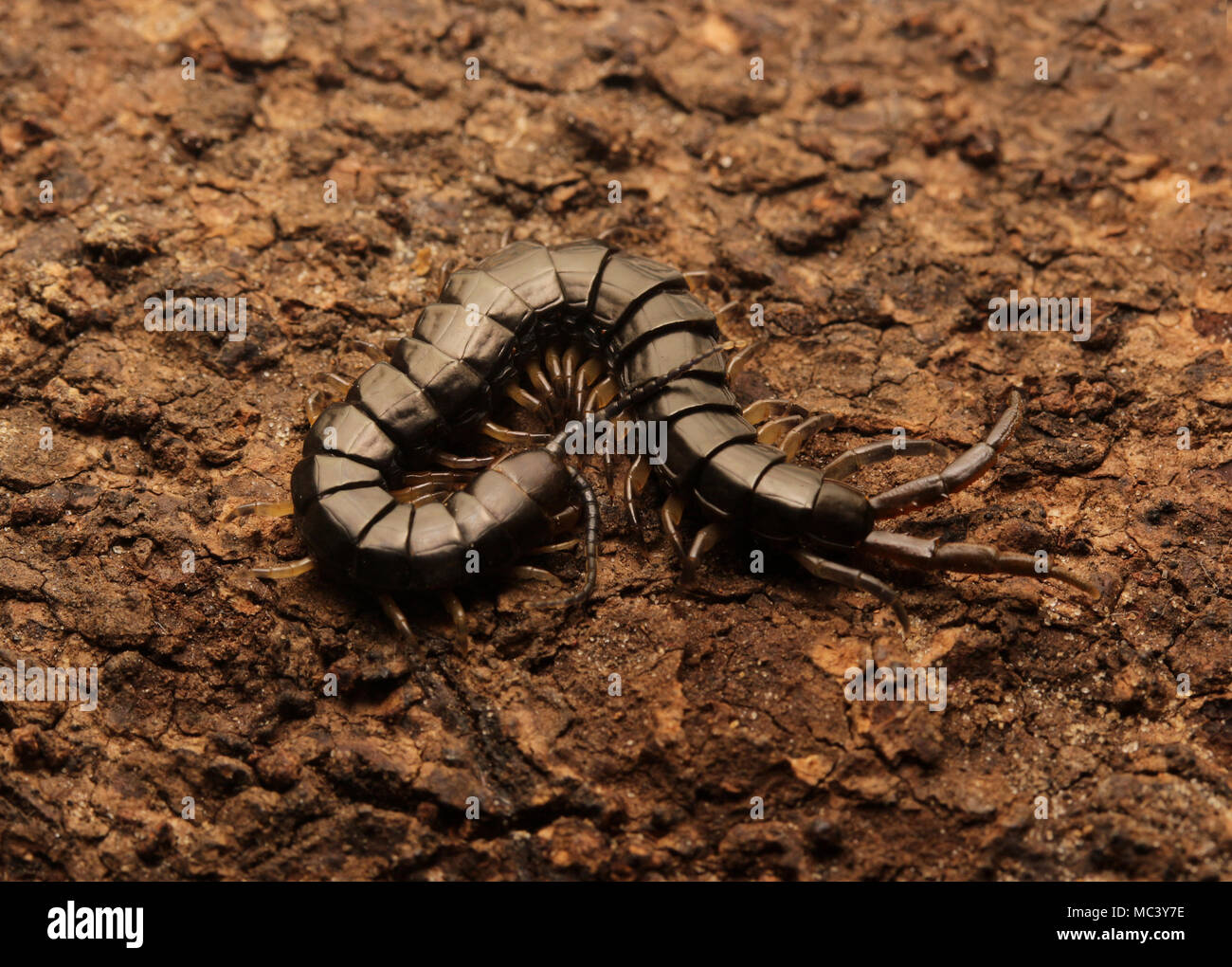 Black Malaysian Centipede Stock Photo Alamy