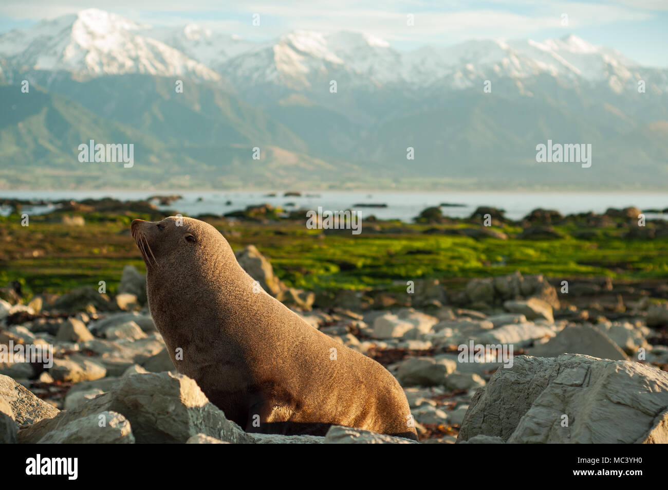 Kaikoura new zealand hires stock photography and images Alamy