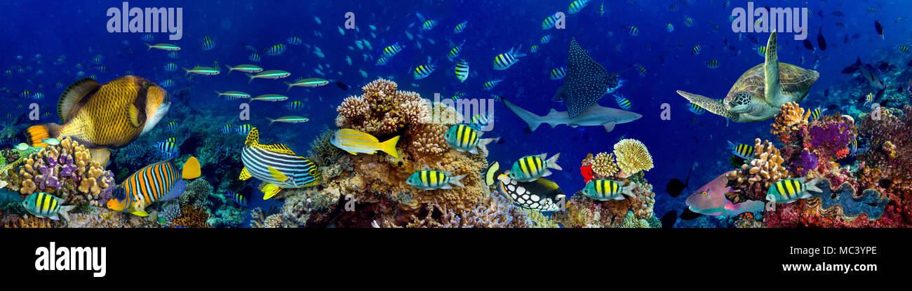 underwater coral reef landscape in the deep blue ocean with ...