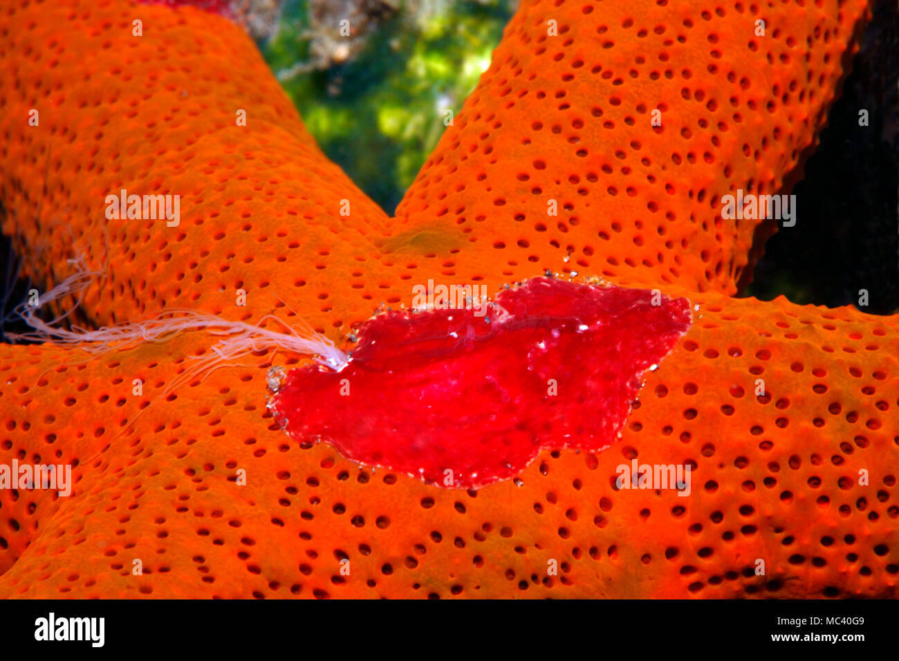 Platyctenid Ctenophore, or Creeping Comb Jelly, Coeloplana astericola, living on a sea star, Echinaster luzonicus. Tulamben, Bali, Indonesia. Bali Sea Stock Photo