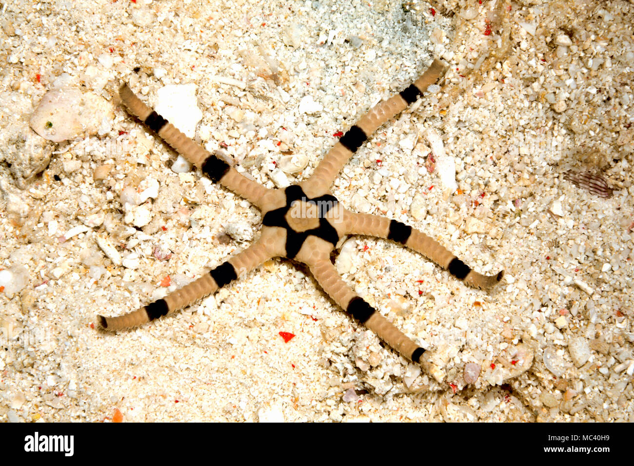 Superb Brittle Star, also known as Banded Brittle Star, Ophiolepis superba. Stock Photo