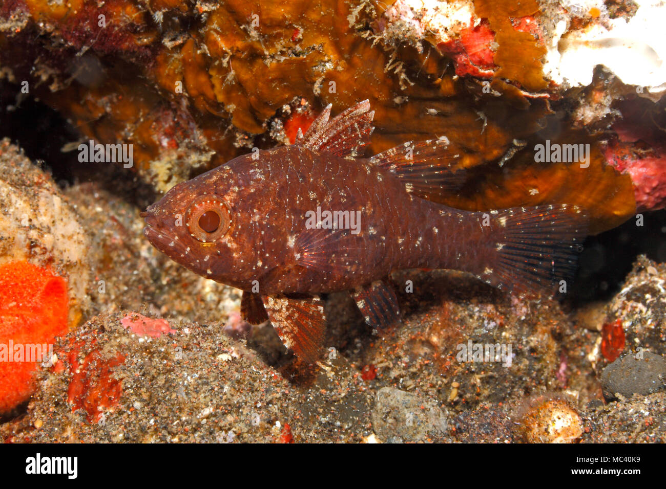 Weedy Cardinalfish, Foa fo. Also known as Samoan Cardinalfish. Tulamben, Bali, Indonesia. Bali Sea, Indian Ocean Stock Photo