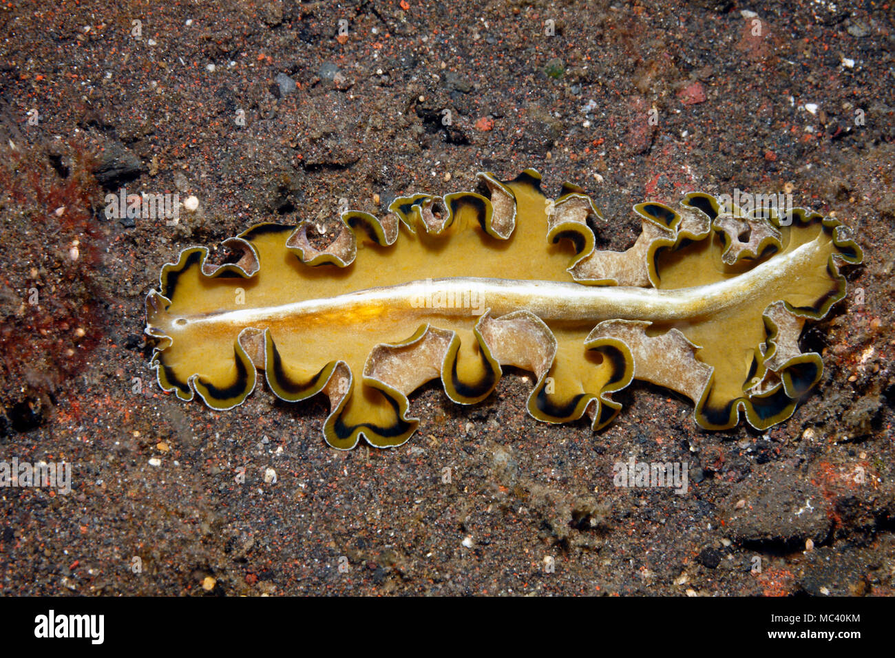 Marine Flatworm, Pseudobiceros flowersi. Tulamben, Bali, Indonesia. Bali Sea, Indian Ocean Stock Photo