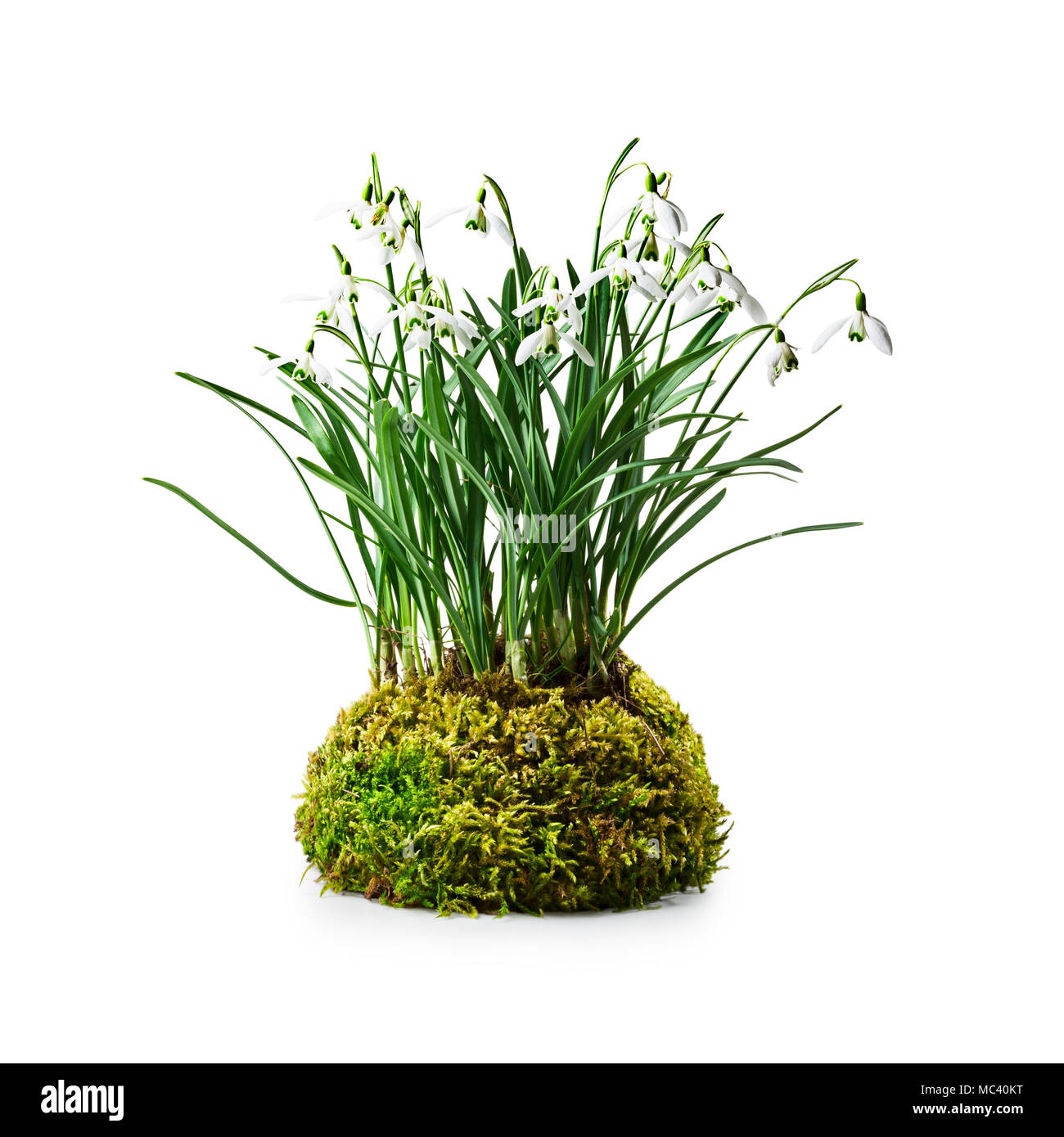 Snowdrop spring flowers. Floral arrangement with snowdrops and moss isolated on white background clipping path included. Design element Stock Photo
