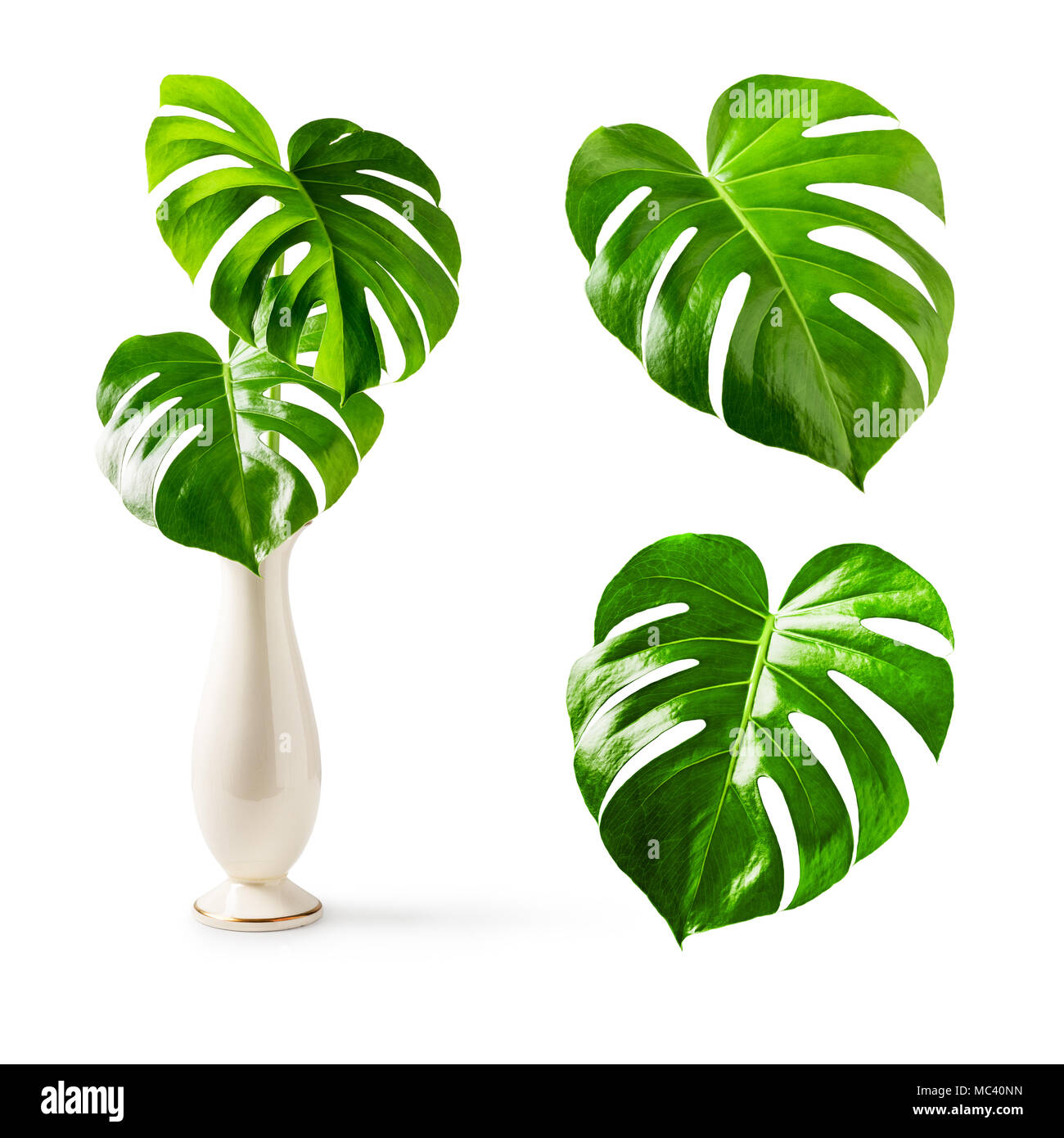Monstera leaf, swiss cheese tropical plant in porcelain vase collection  isolated on white background Stock Photo - Alamy