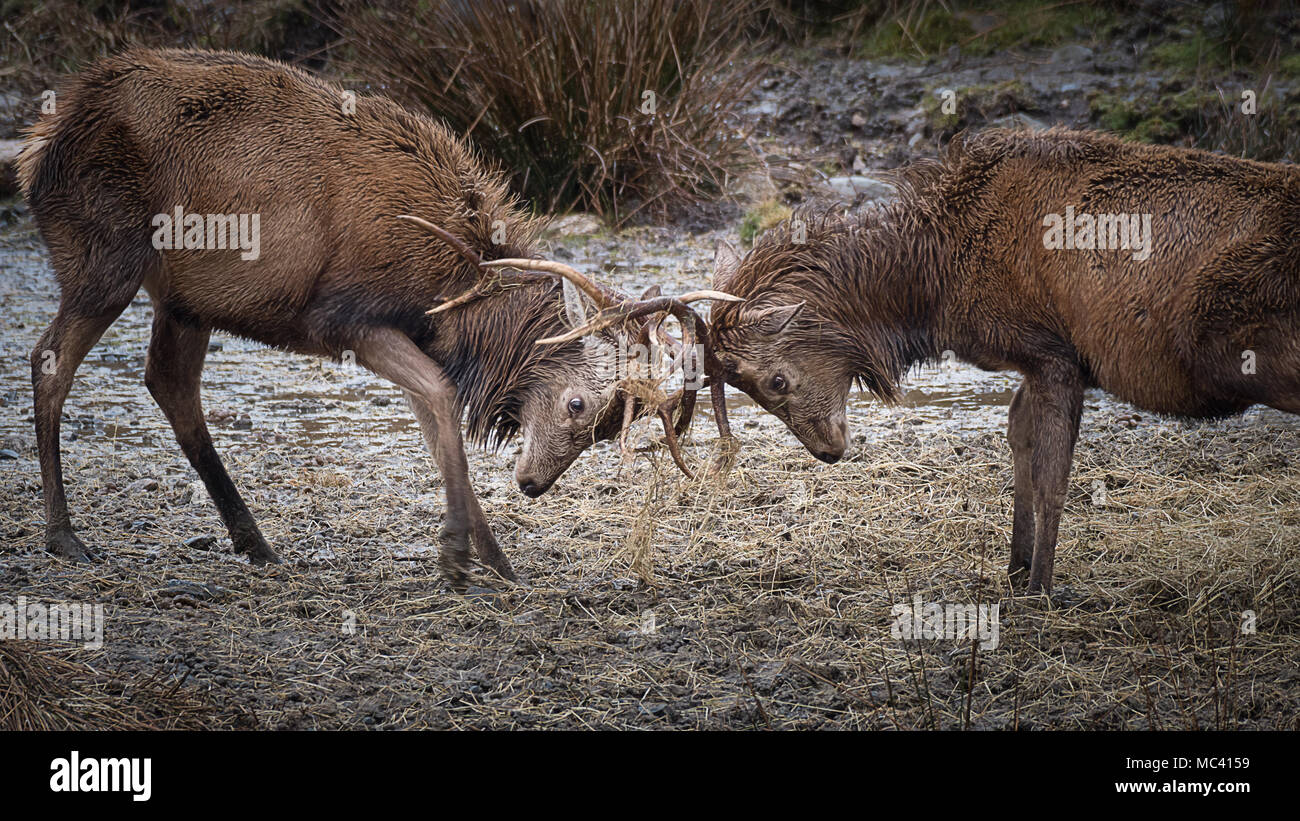A close up image of a pair of red stags fighting and locking their antlers Stock Photo