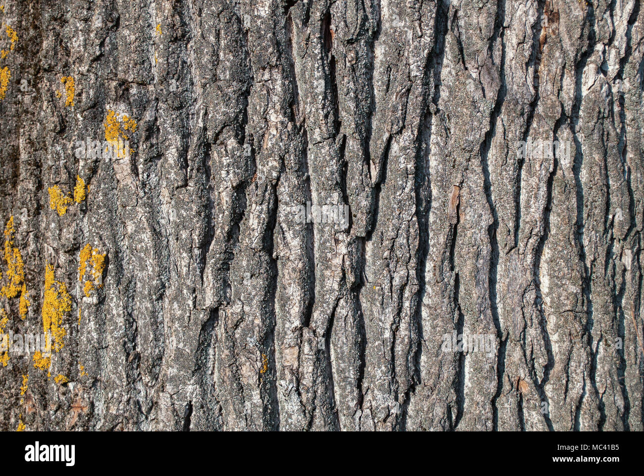 Wood bark texture on daylight in nature with grooves Stock Photo