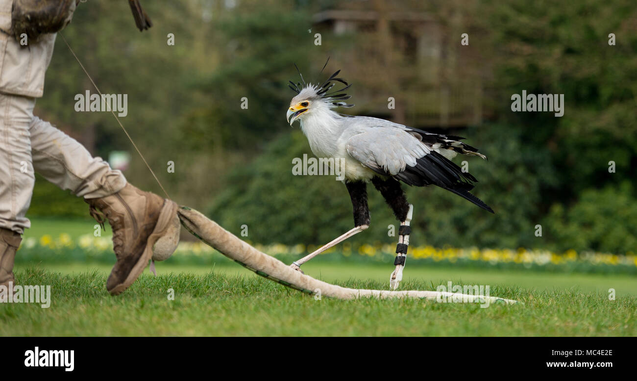 Walsrode, Germany. 12th April, 2018. Animal keeper, German Alonso ...