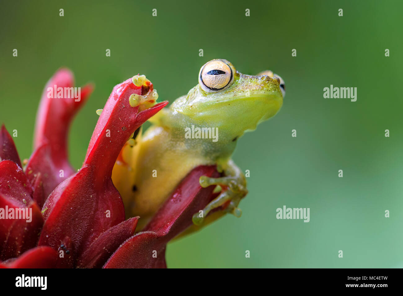 Red-webbed Tree Frog - Hypsiboas rufitelus, beautiful green frog from Central America forests, Costa Rica. Stock Photo