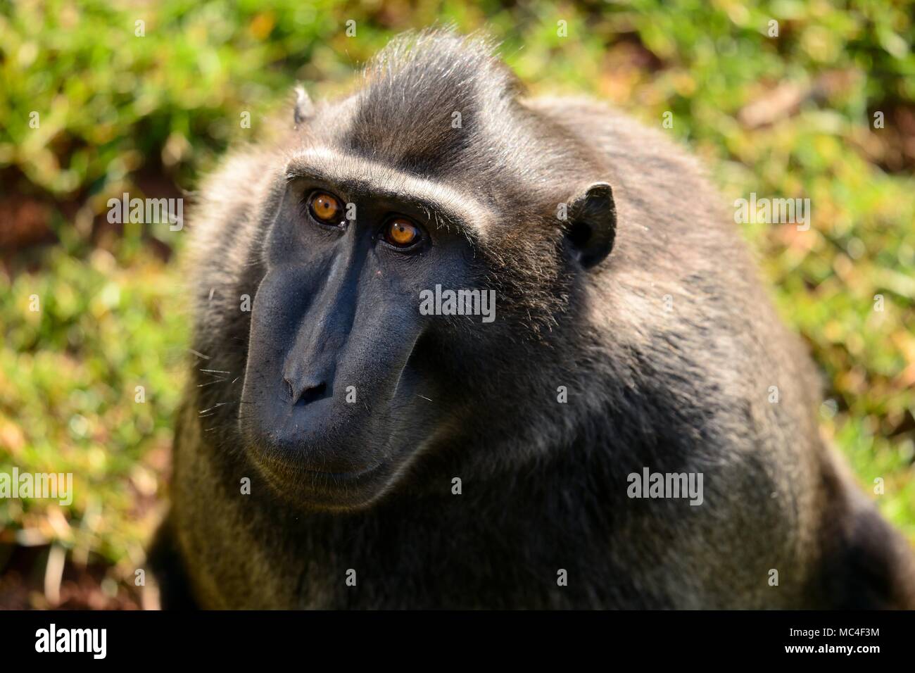 Close up portrait of a celebes crested macaque (Macaca nigra) Stock Photo