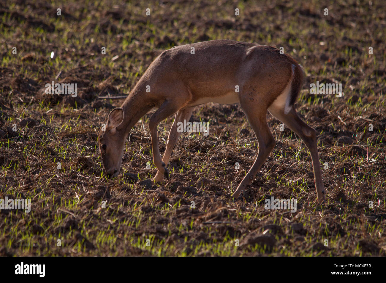 Deer come out in the evening Stock Photo Alamy