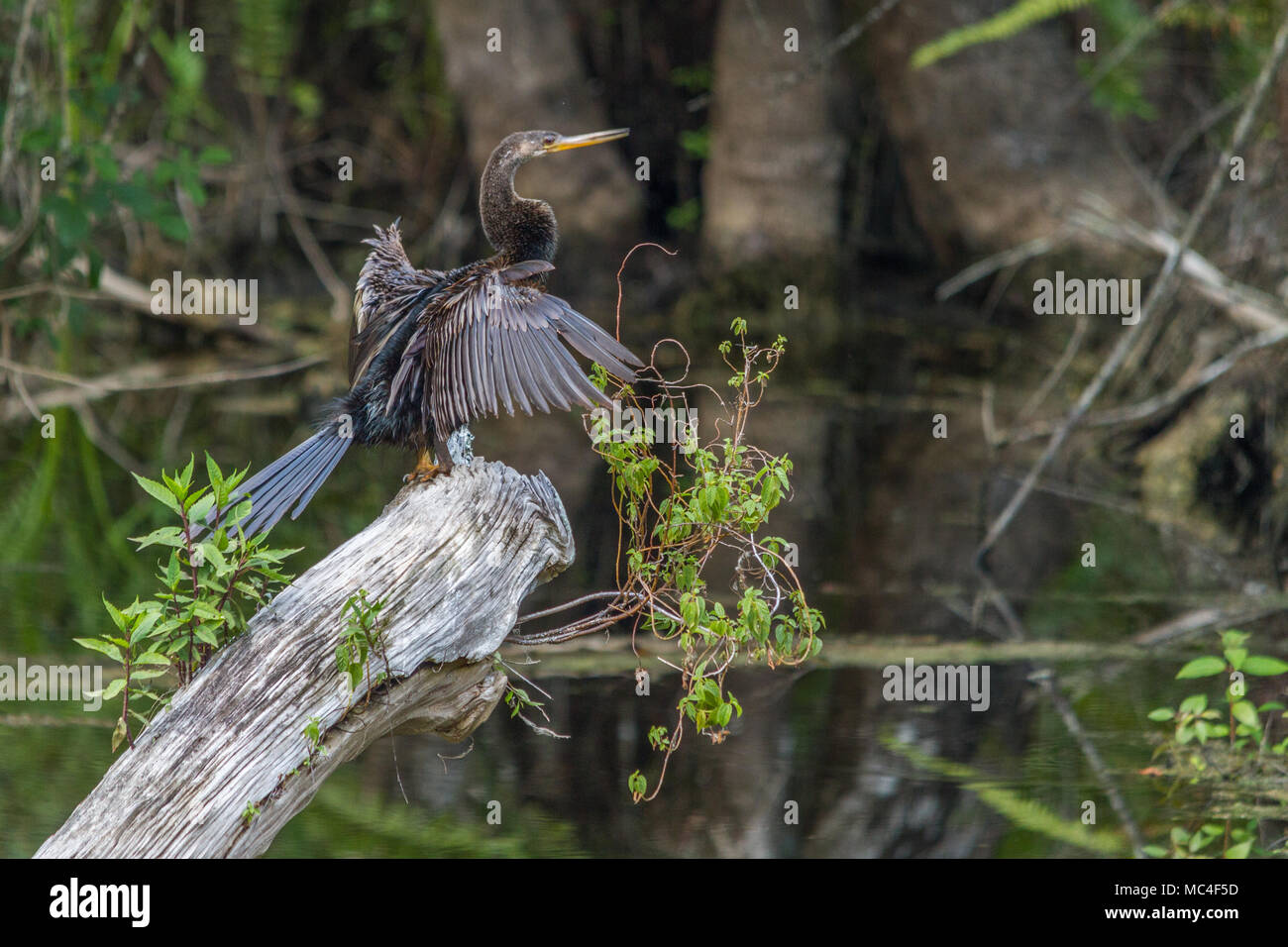 Anhinga Drying An anhinga drying his wings Stock Photo - Alamy