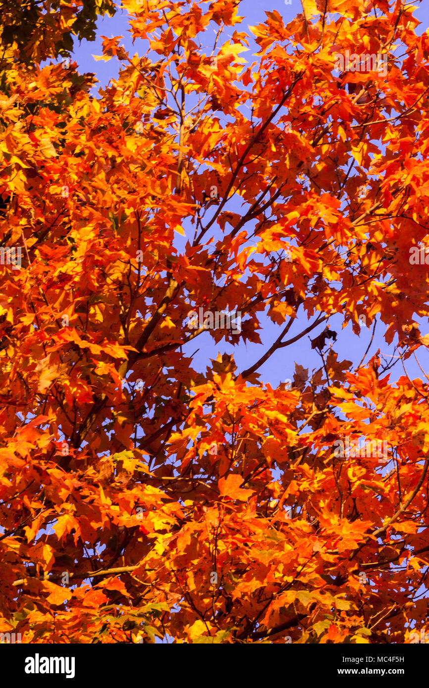 Missouri fall color Stock Photo Alamy