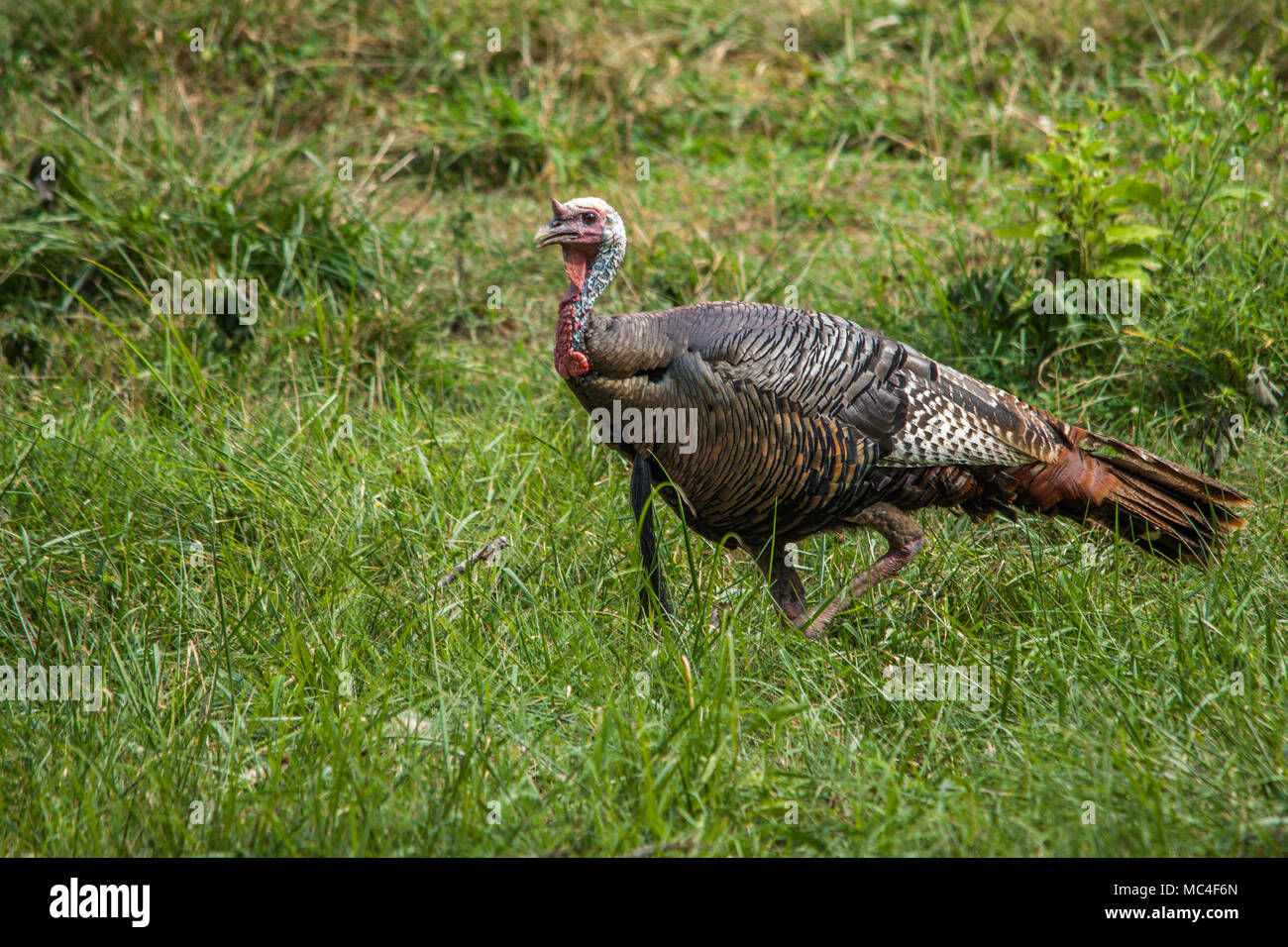 Tom turkey Stock Photo Alamy