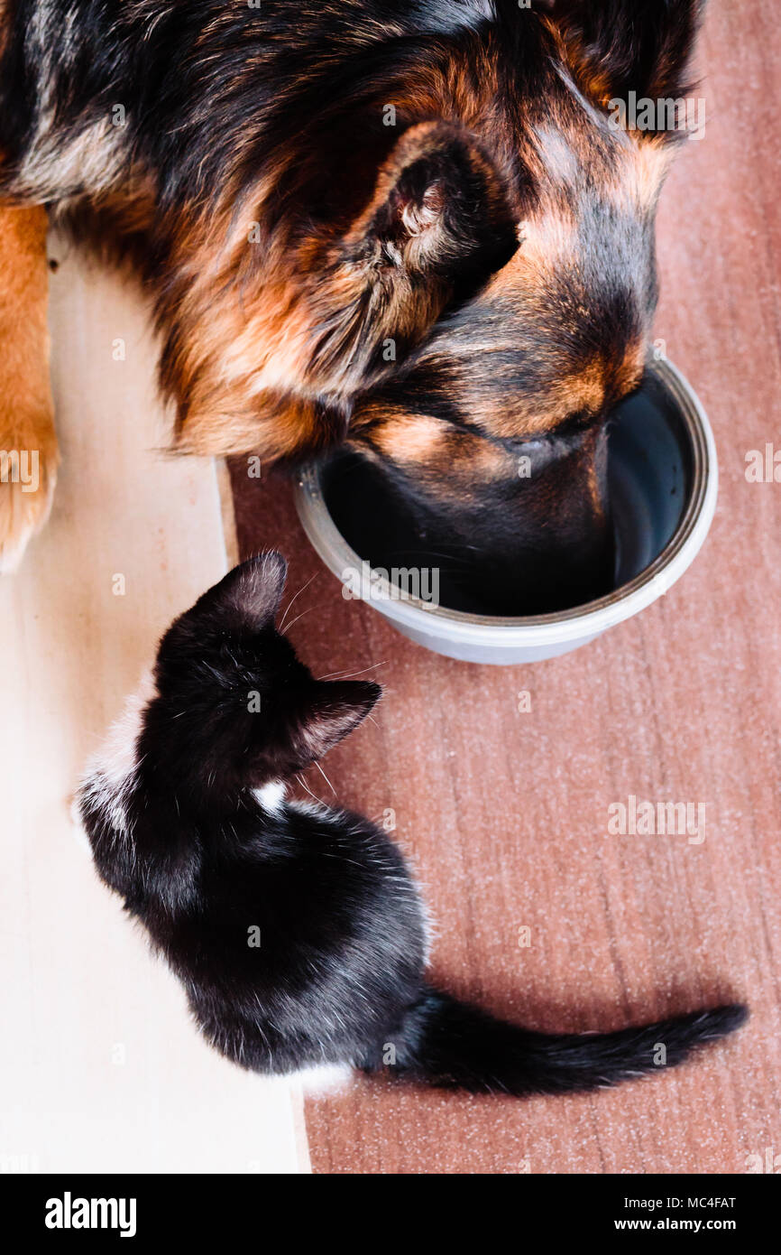 Little cat looking for company with big dog at one bowl of food Stock