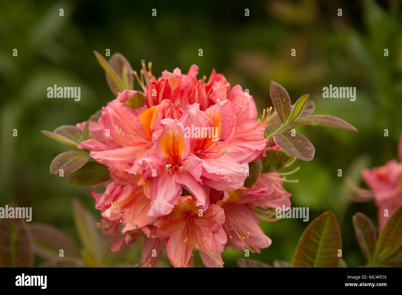 Rhododendronblüte in Garten Stock Photo