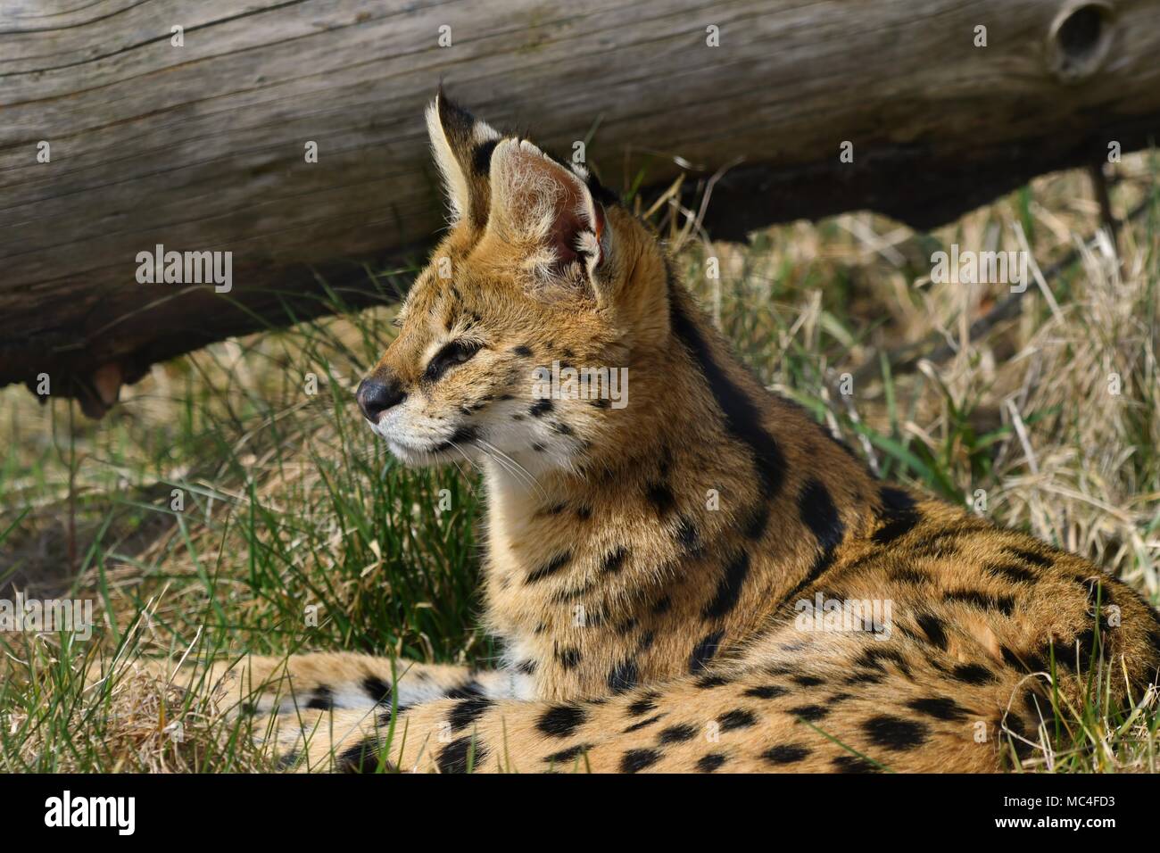 Leptailurus serval wild african cat, close up isolated portrait