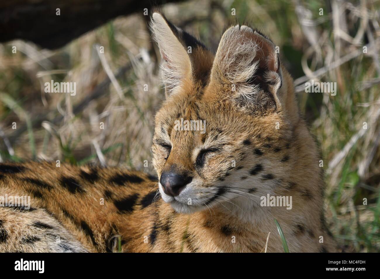 Leptailurus serval wild african cat, close up isolated portrait