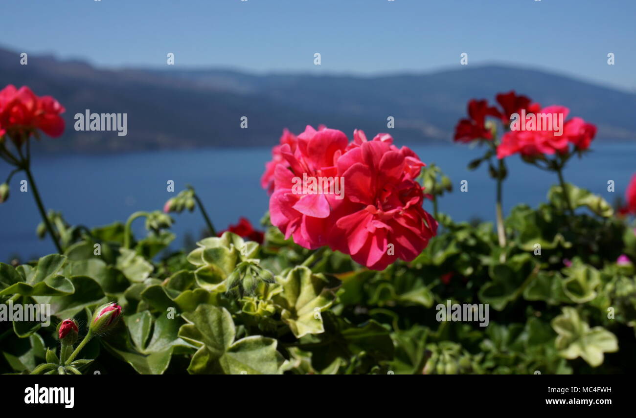Kelowna bc hires stock photography and images Alamy
