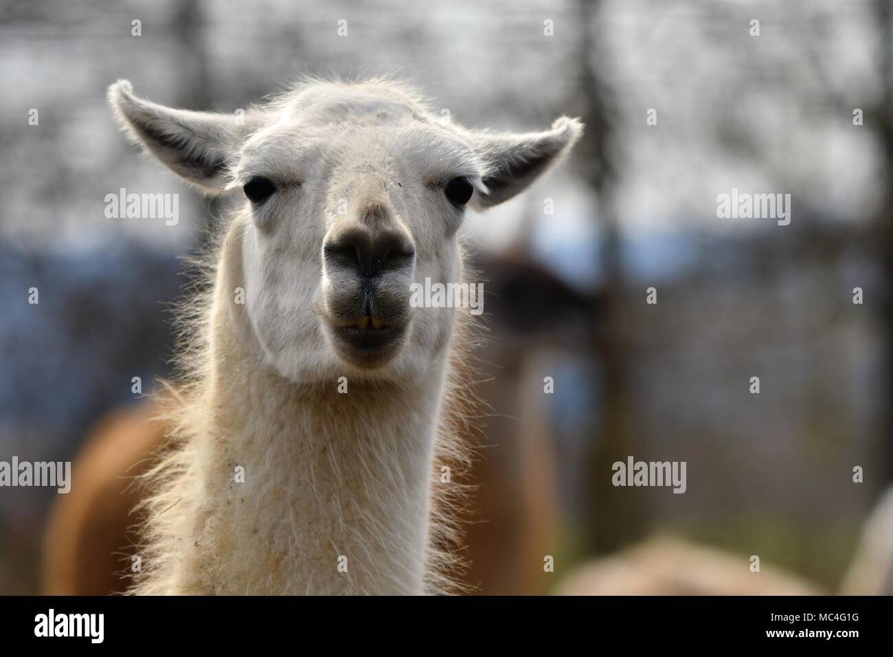 Lama glama, llama alpaca - portrait of cute llamas Stock Photo - Alamy
