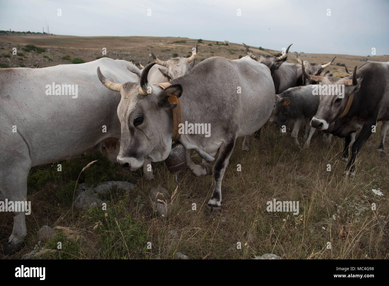 Feast of Transhumance with podolica cows in the park of rupestrian churches on the other side of the Matera canyon. Walking with cows Stock Photo