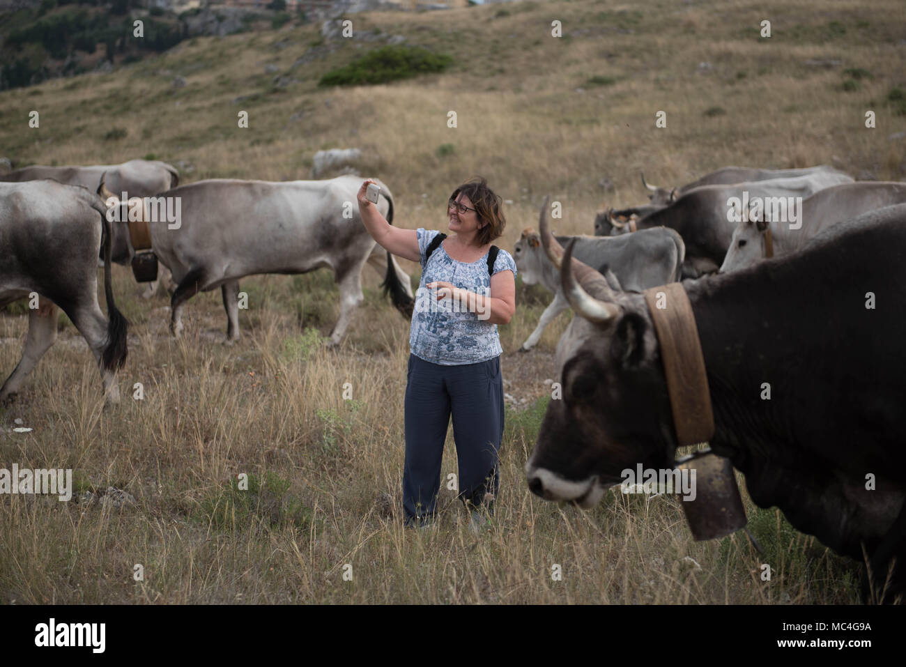 Feast of Transhumance with podolica cows in the park of rupestrian churches on the other side of the Matera canyon. Walking with cows Stock Photo