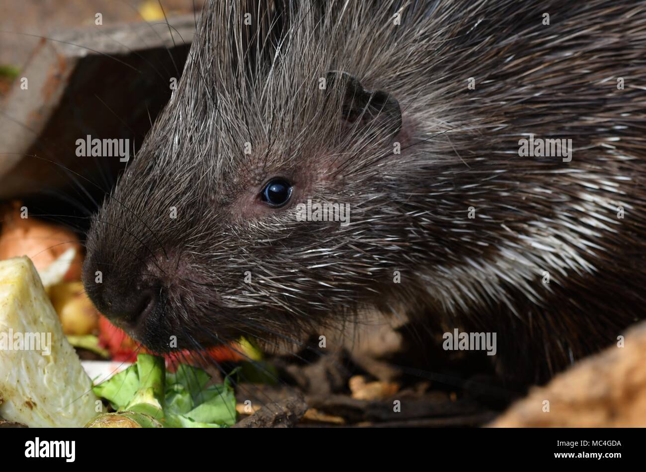 Porcupine quill face hi-res stock photography and images - Alamy