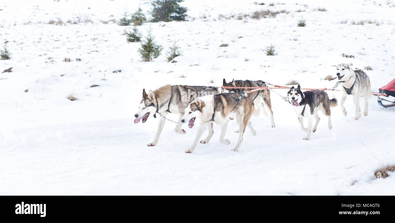 Siberian husky portrait in winter Stock Photo - Alamy