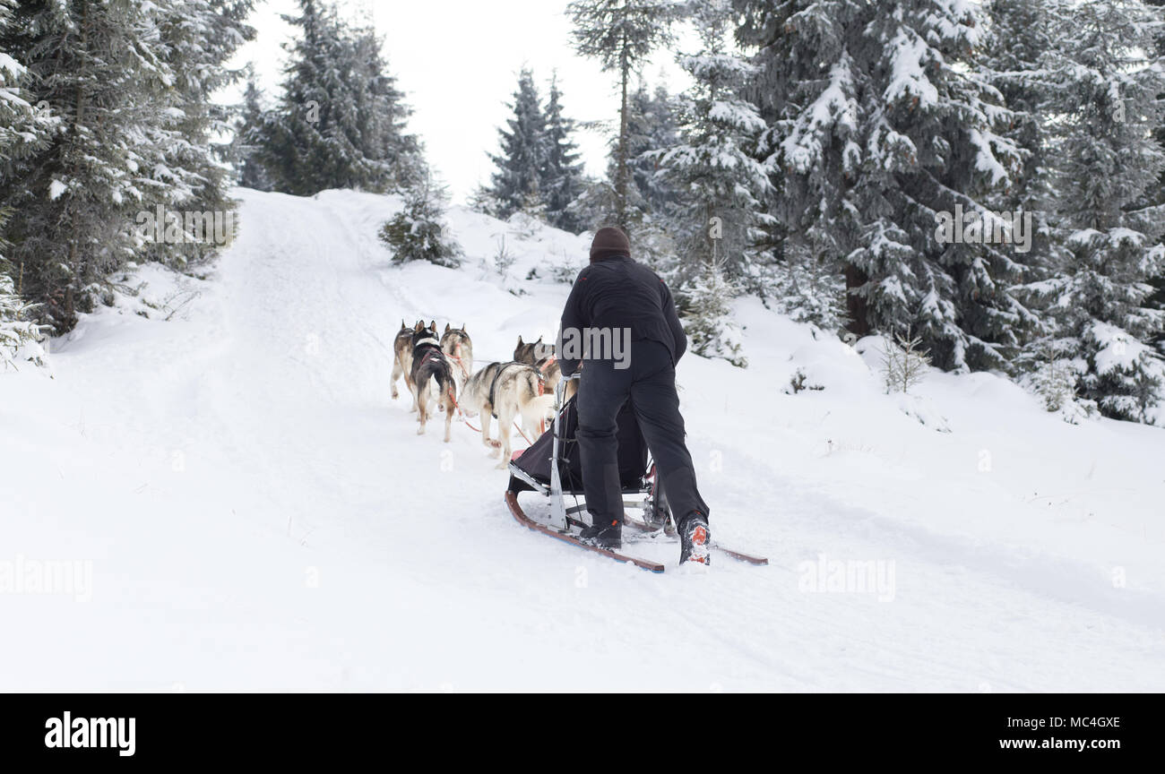 Siberian husky portrait in winter Stock Photo - Alamy