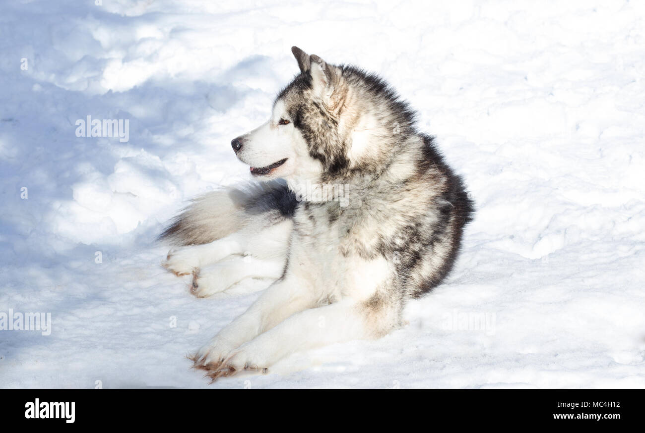 Siberian husky portrait in winter Stock Photo - Alamy